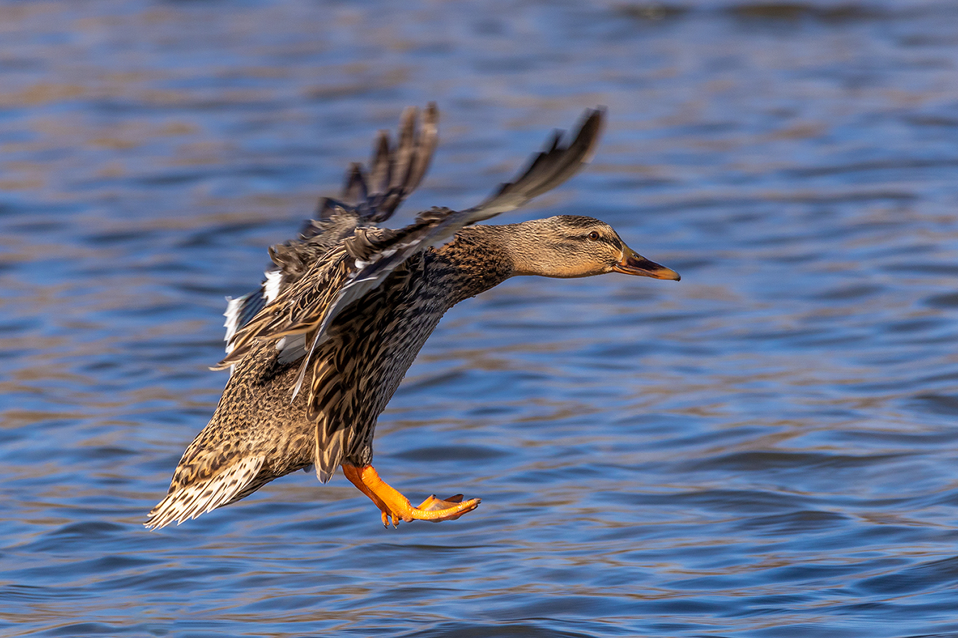 Landeanflug