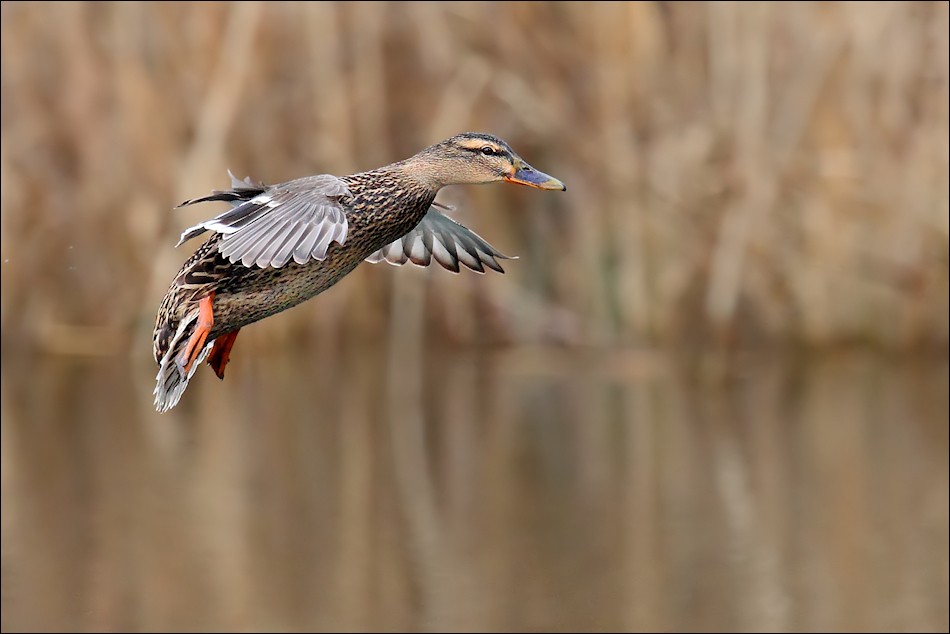 Landeanflug