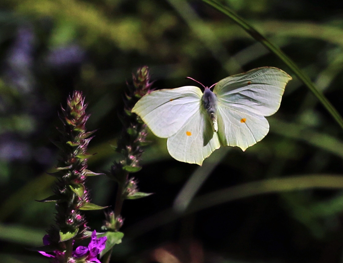 Landeanflug (3) ...