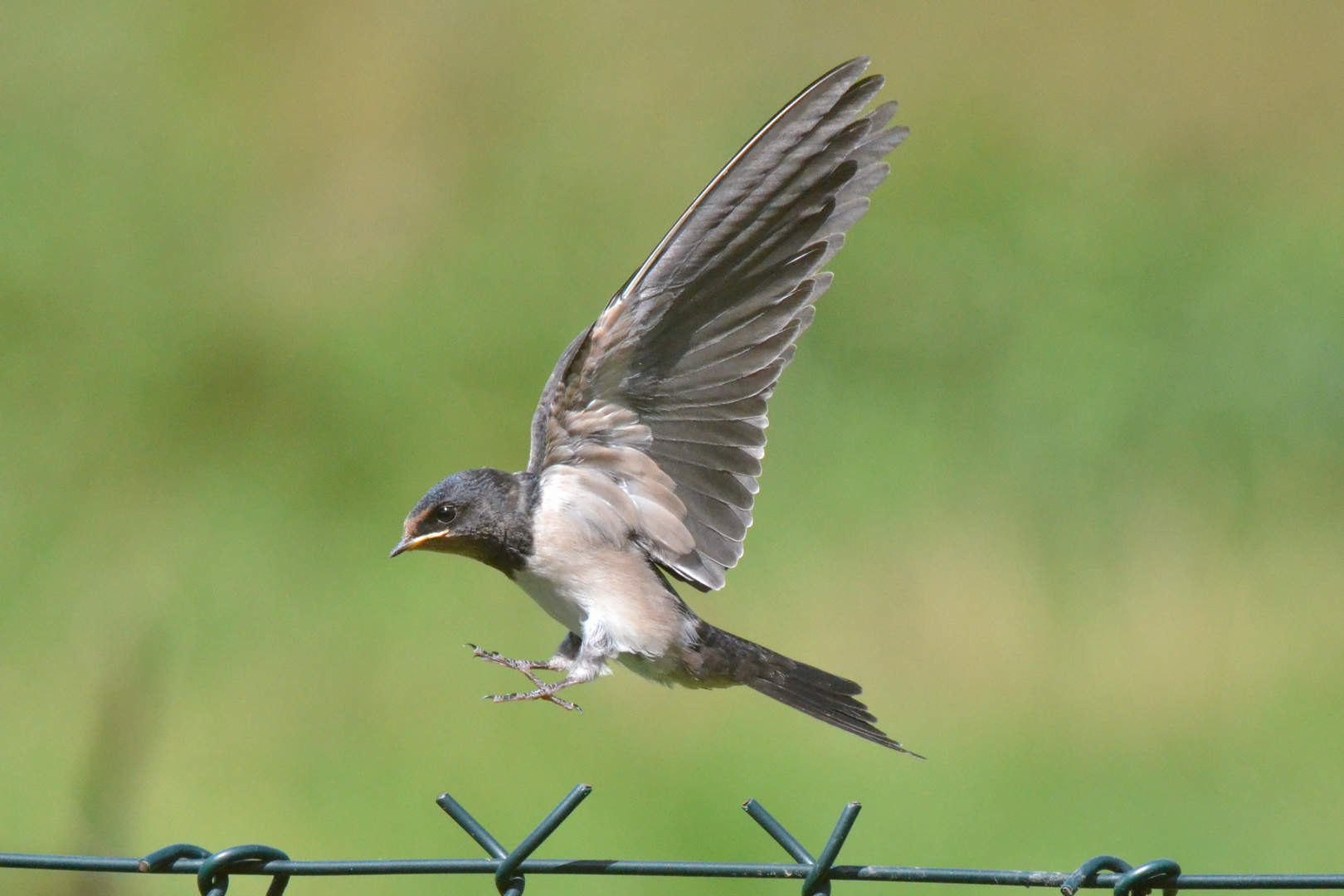 Landeanflug