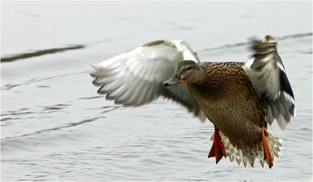 Landeanflug