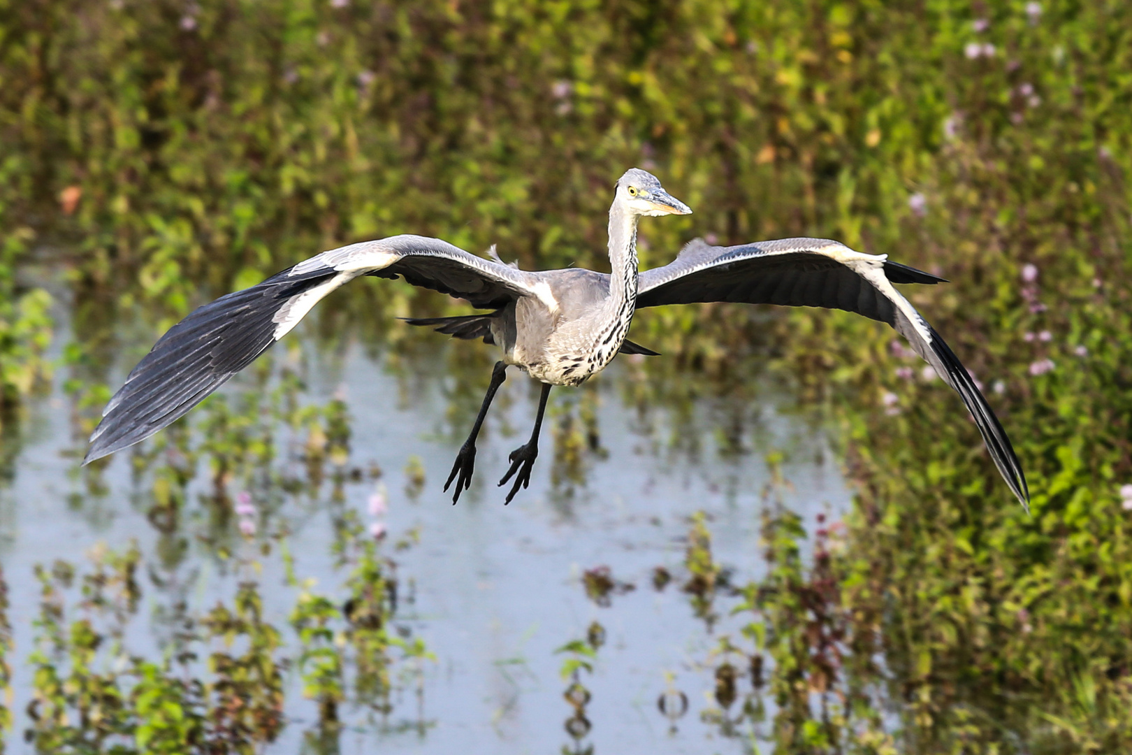 Landeanflug