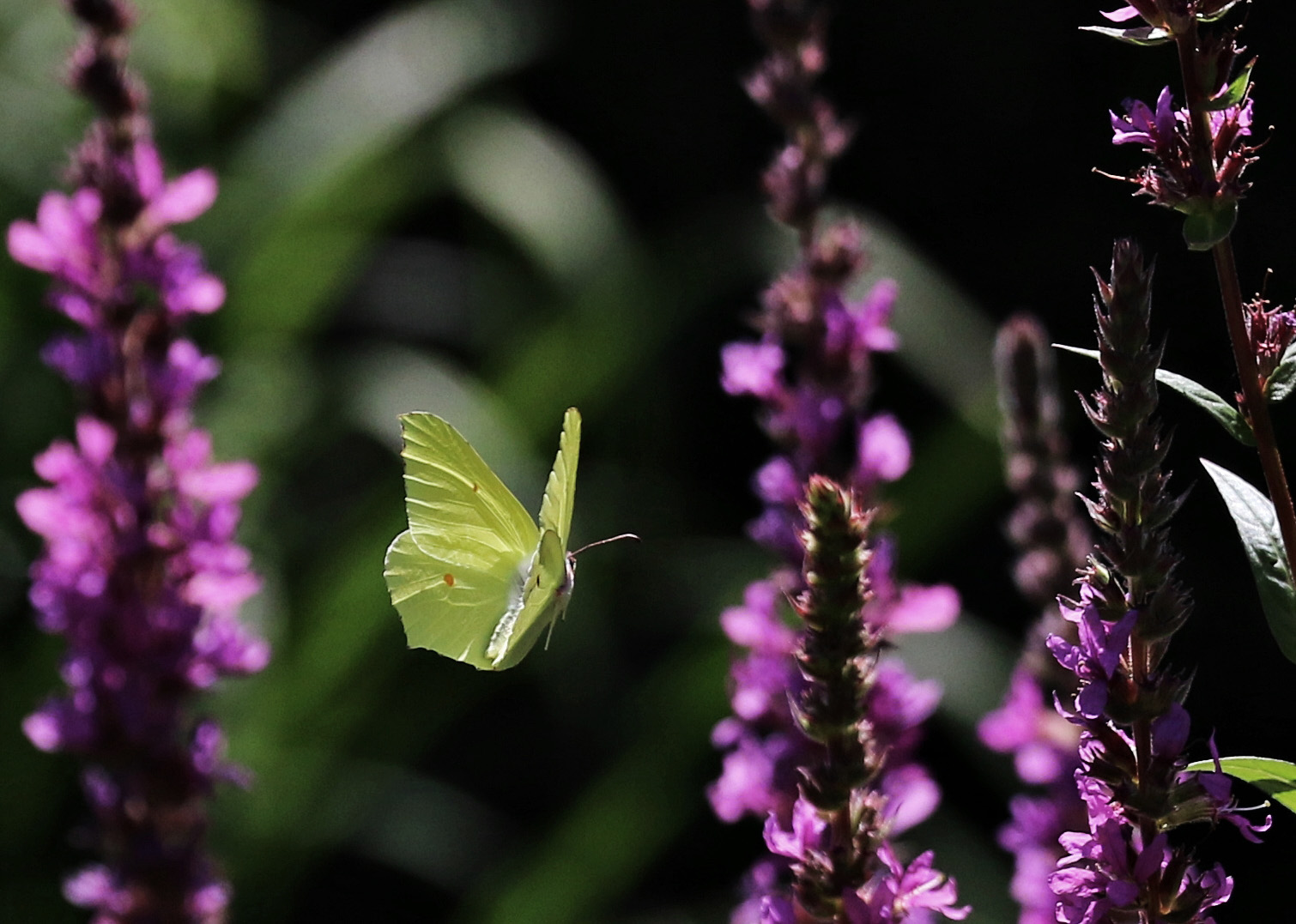 Landeanflug (4) ...