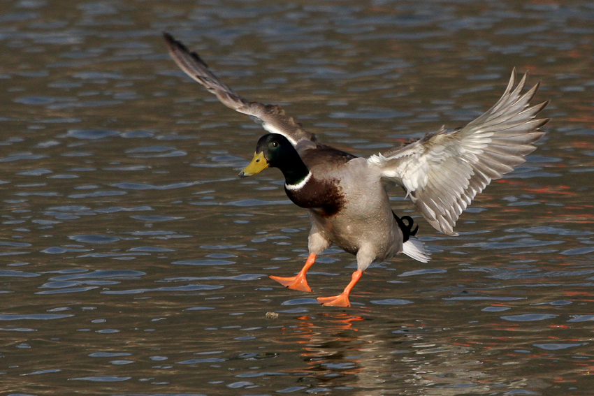 Landeanflug