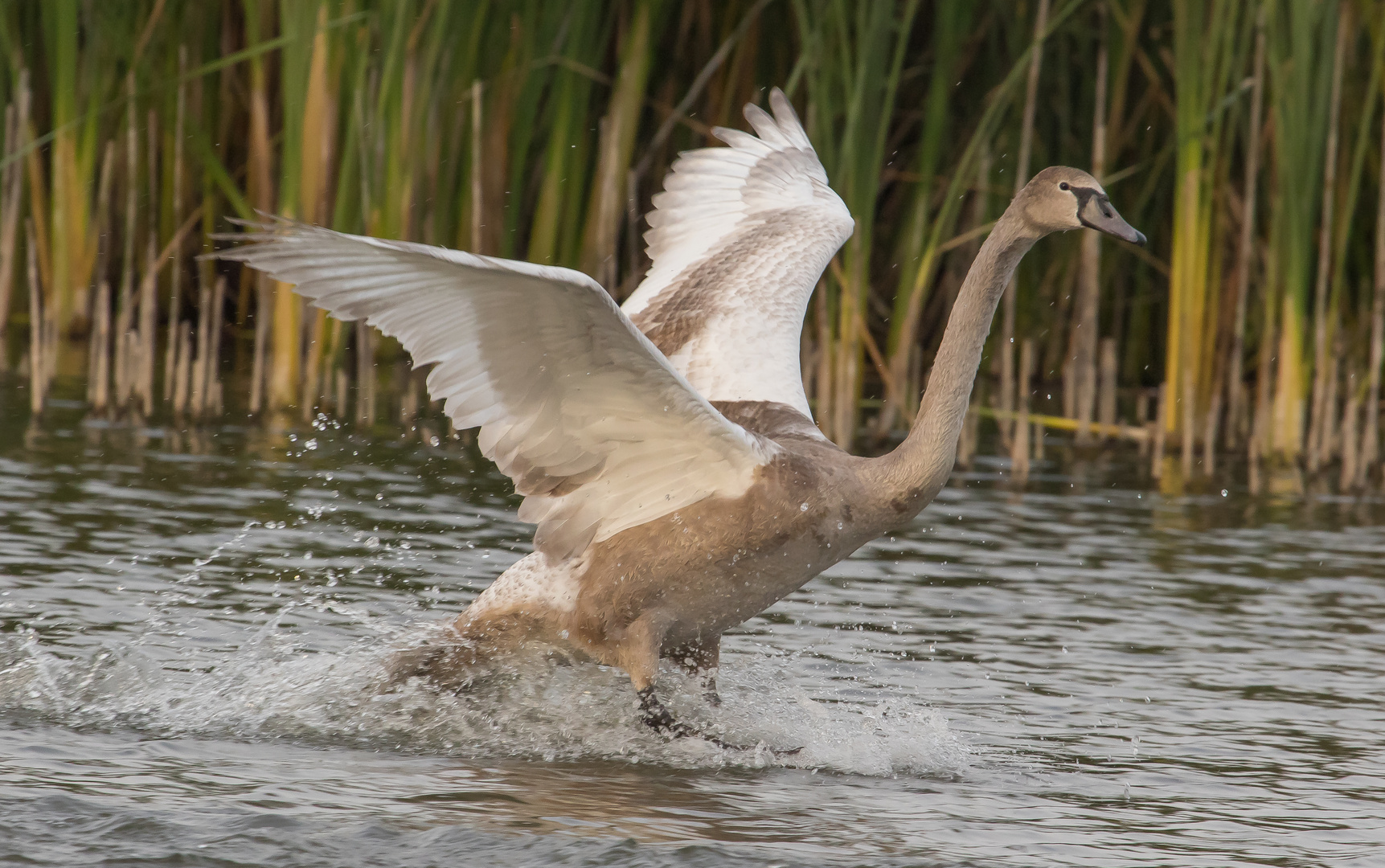 Landeanflug