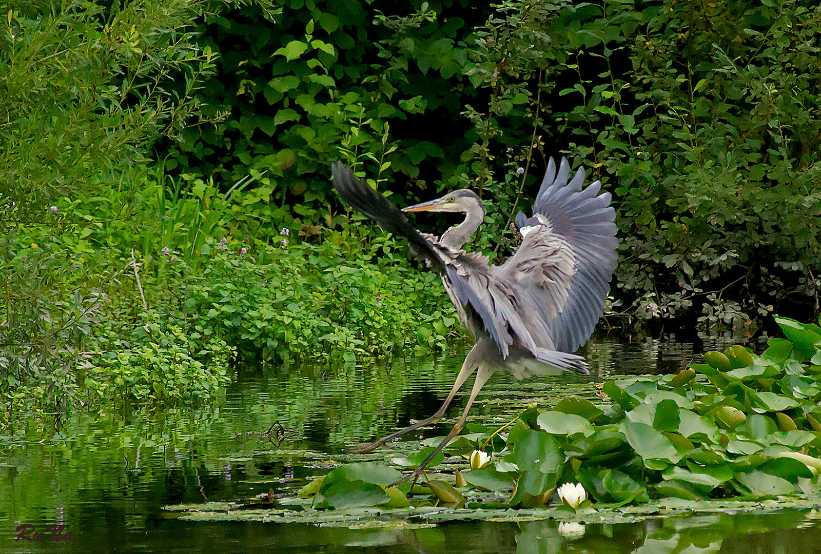 Landeanflug