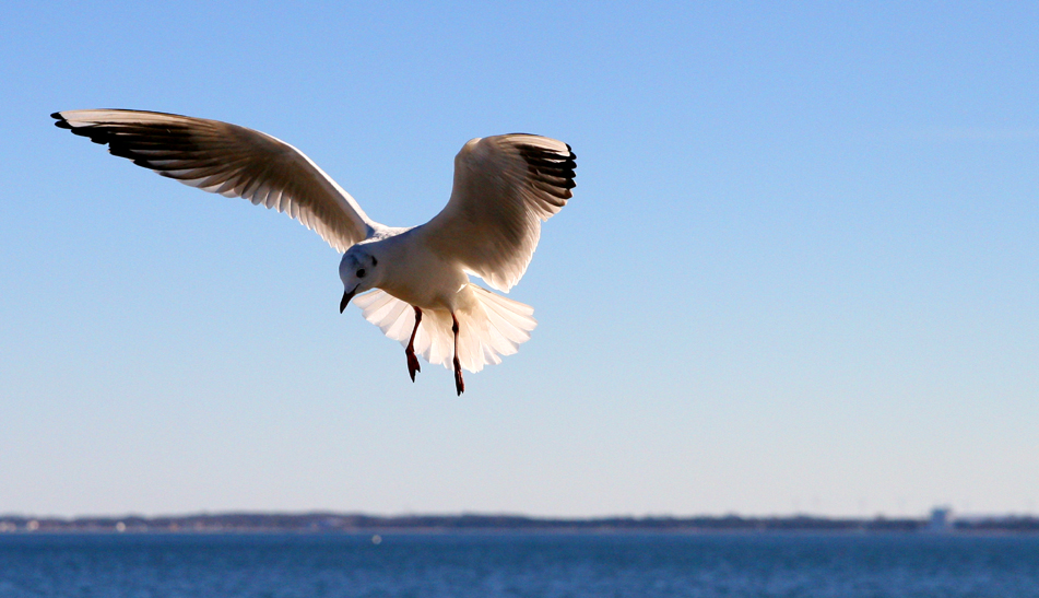 Landeanflug