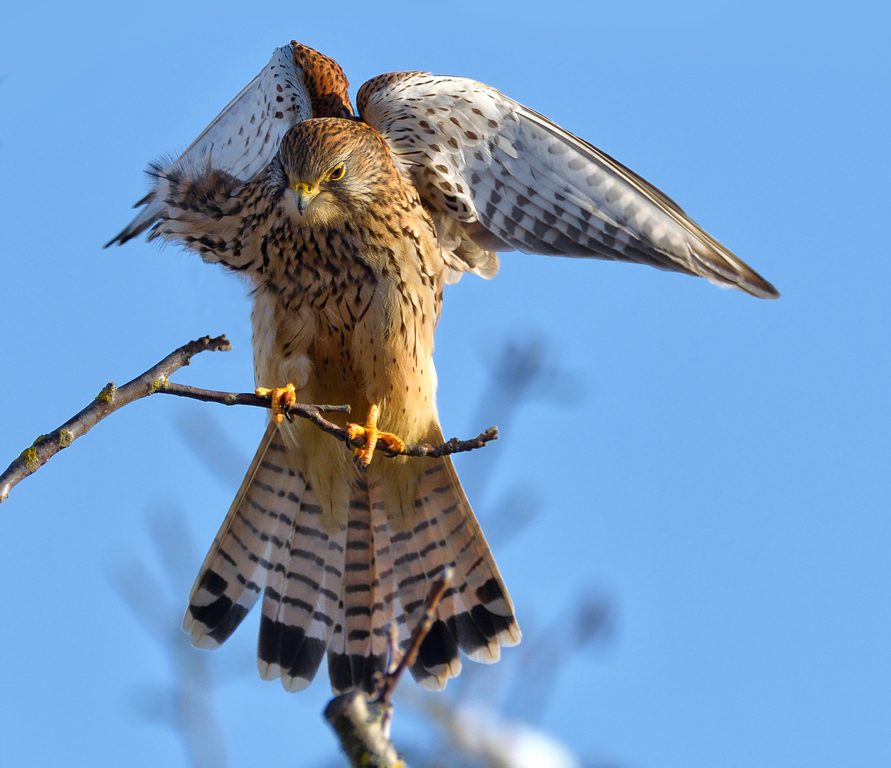 Landeanflug