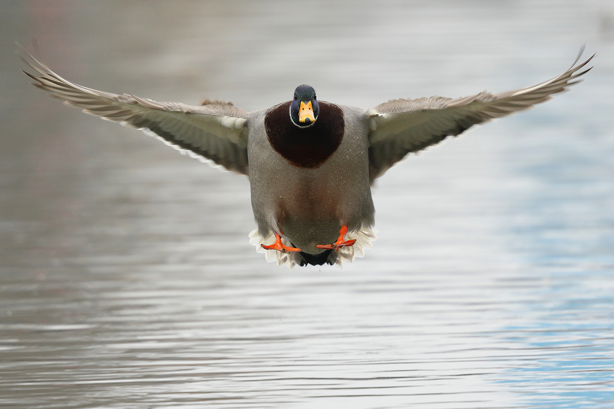 Landeanflug