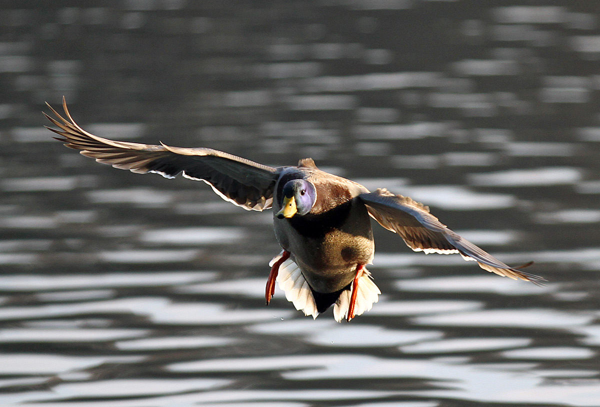 Landeanflug