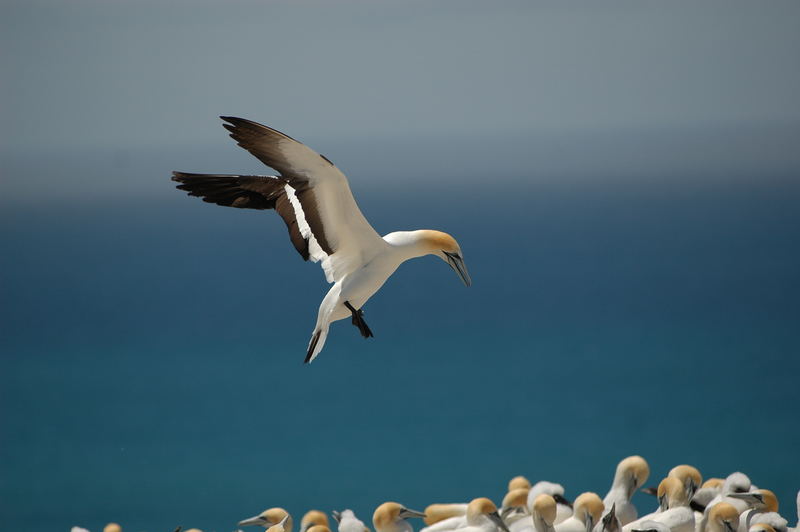 Landeanflug