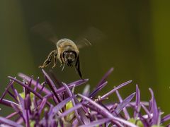 Landeanflug