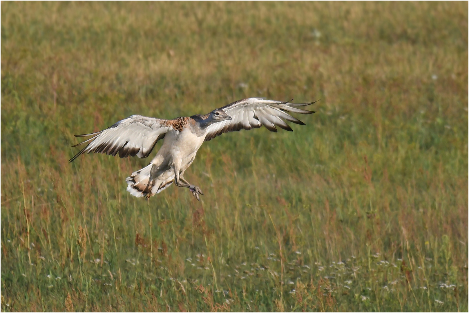 Landeanflug