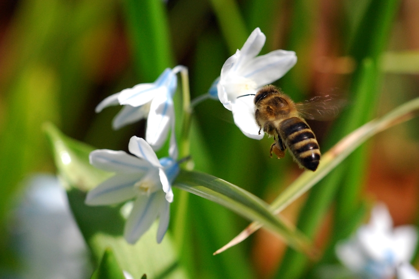 Landeanflug