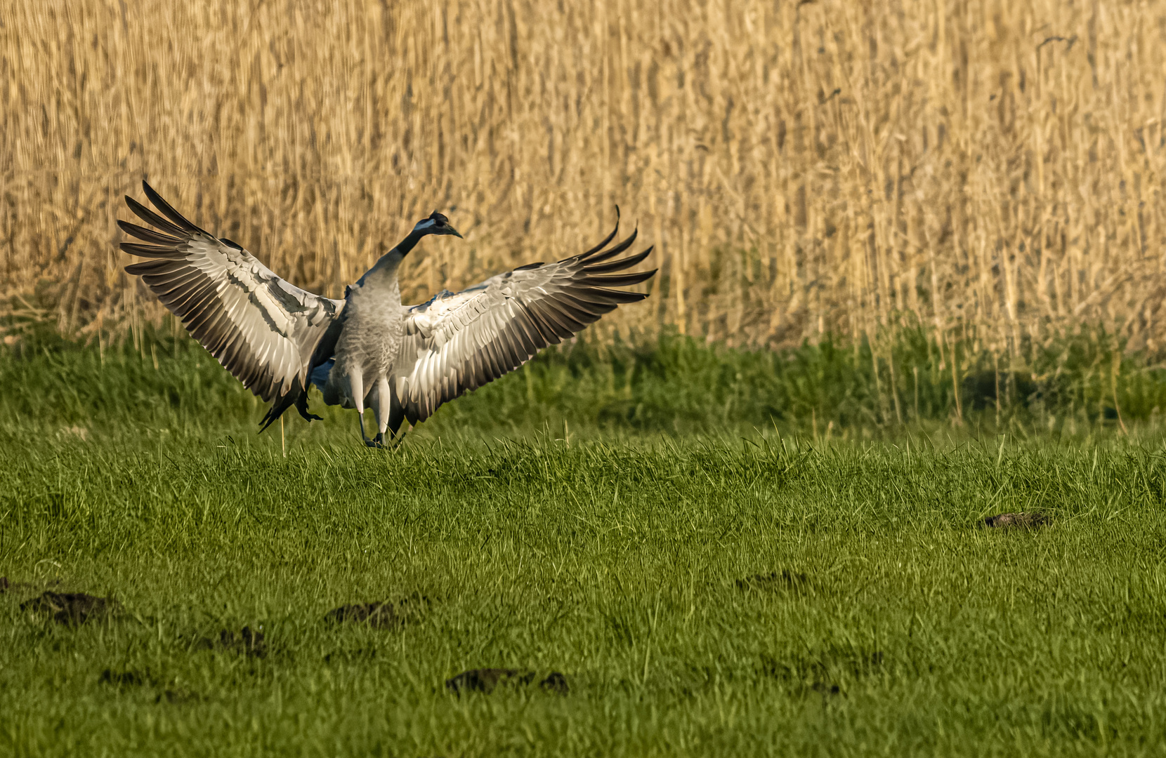 Landeanflug