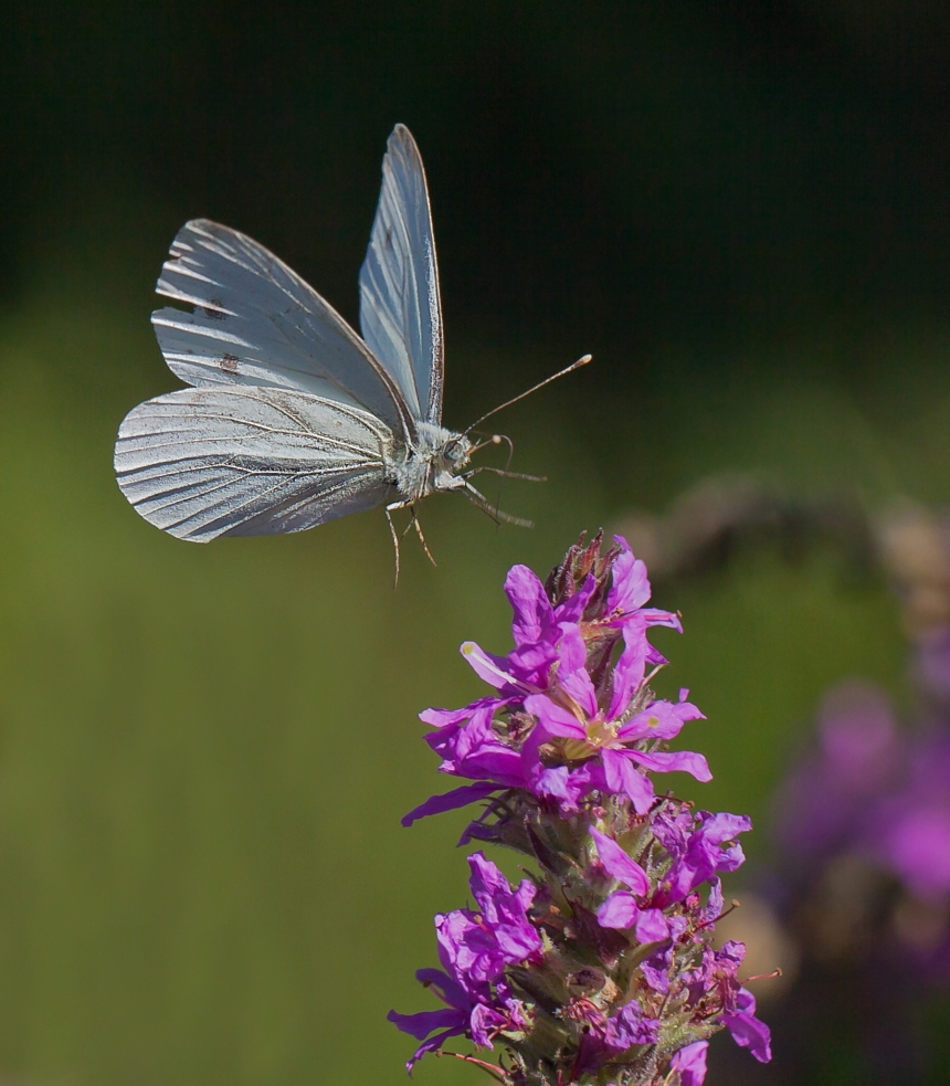 Landeanflug