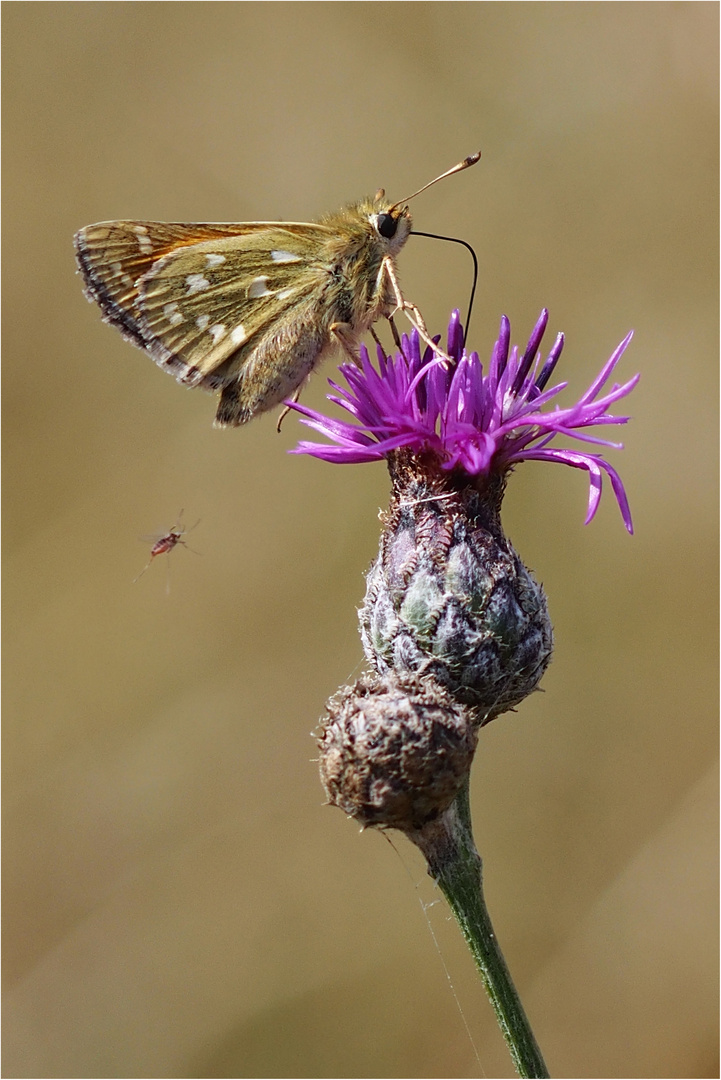 Landeanflug