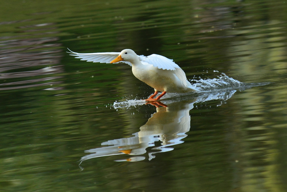 Landeanflug