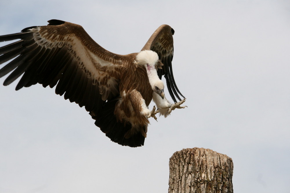 Landeanflug