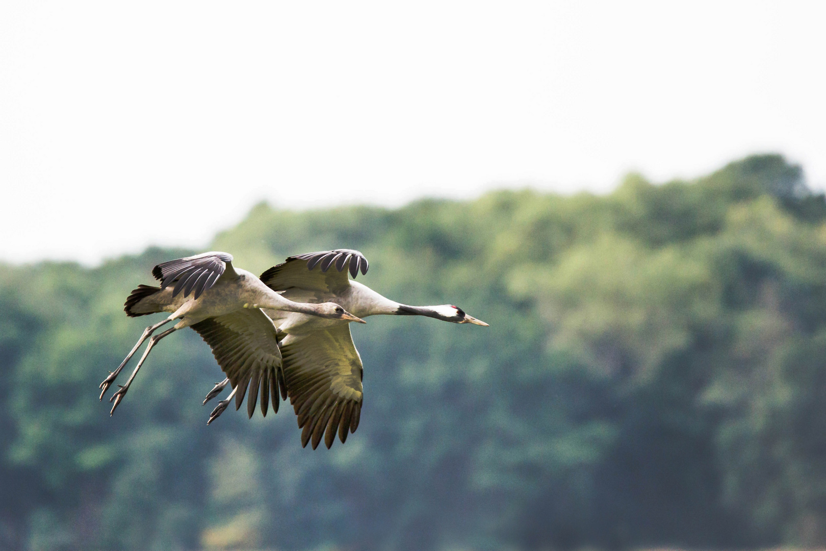 Landeanflug