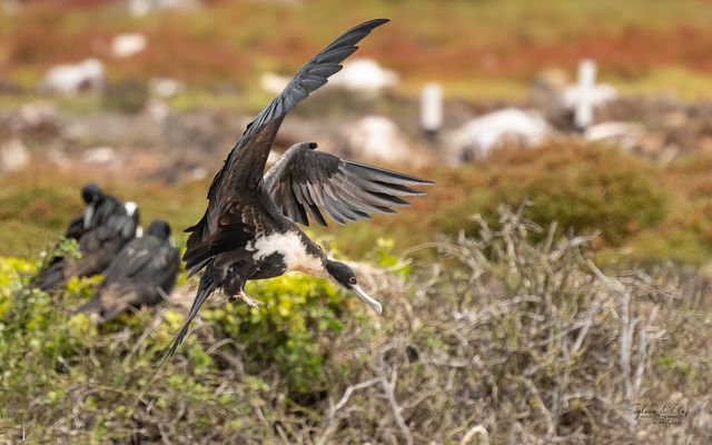 °°_Landeanflug_°°