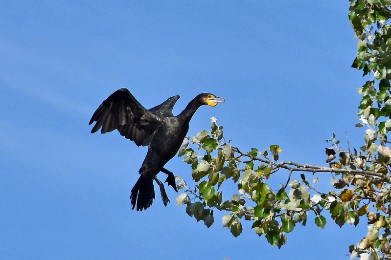 Landeanflug