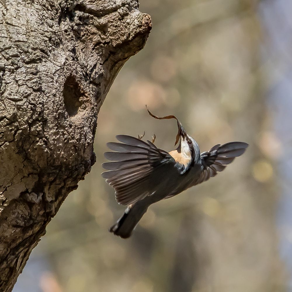 Landeanflug