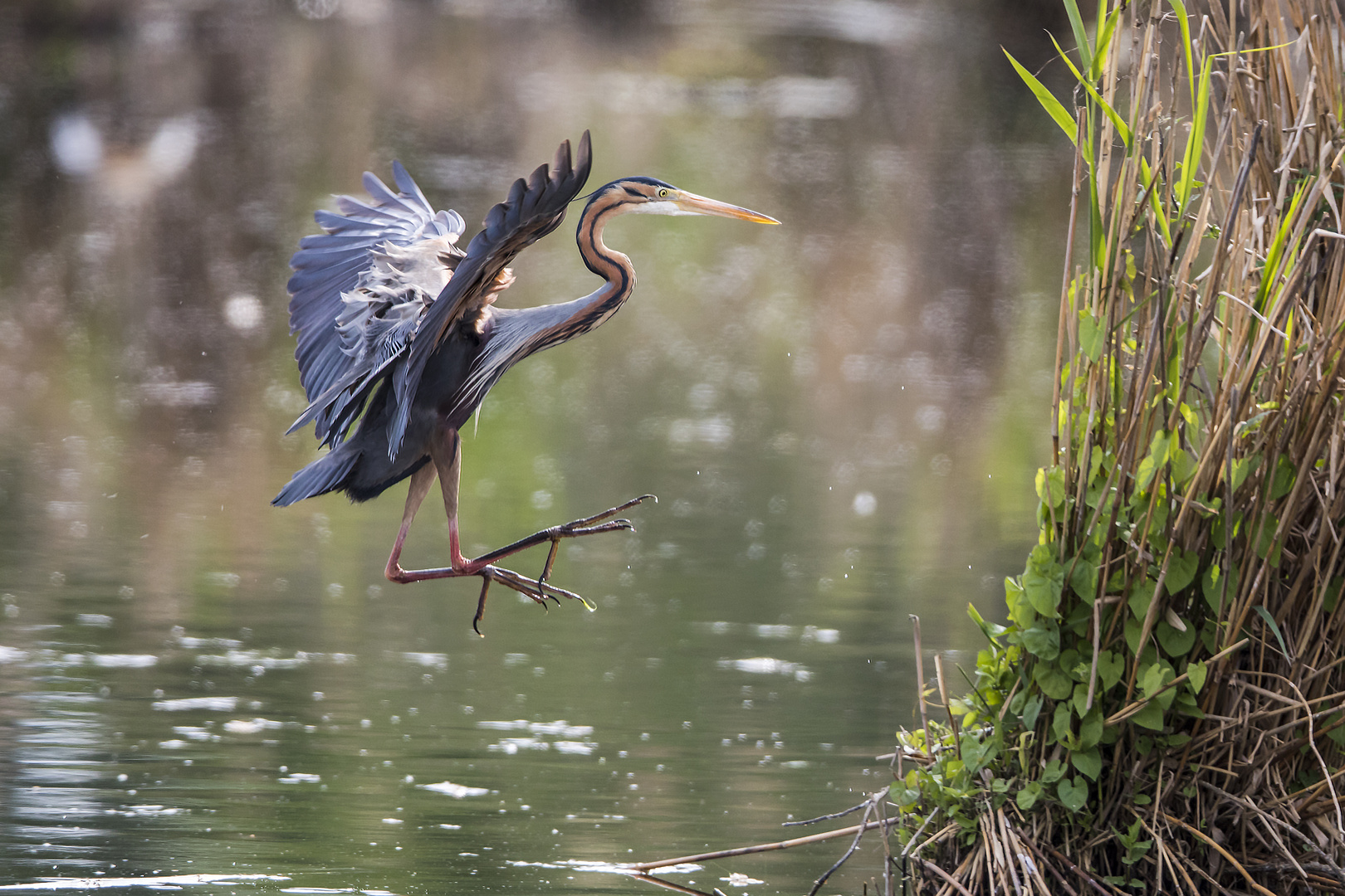 Landeanflug