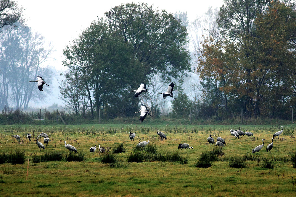 Landeanflug