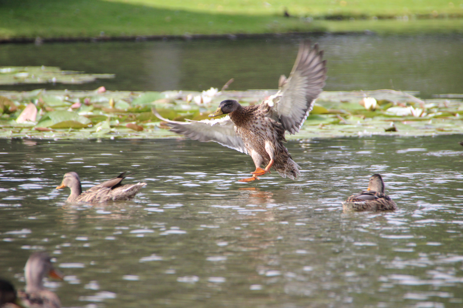 Landeanflug