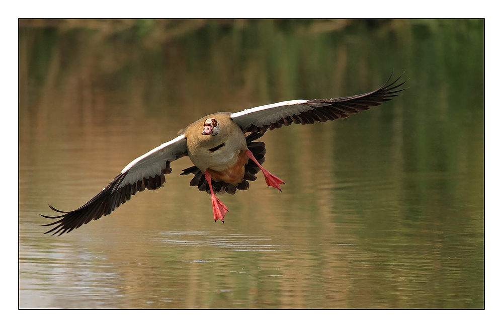 Landeanflug