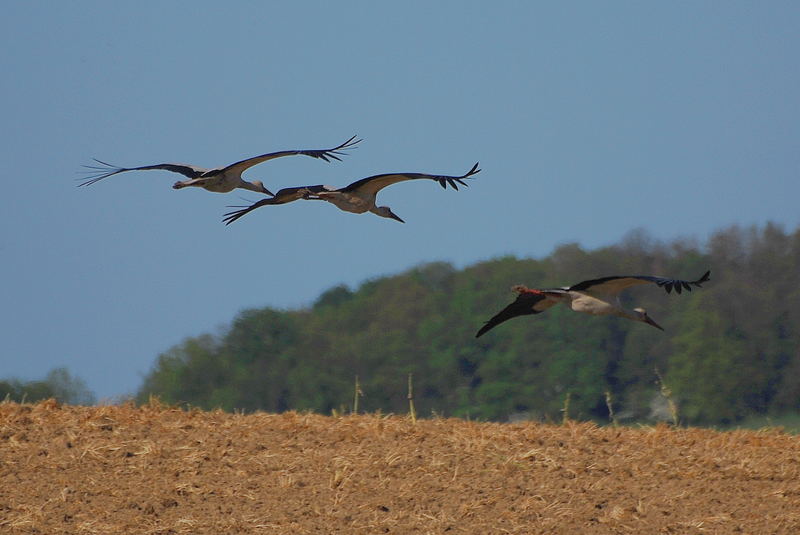 Landeanflug