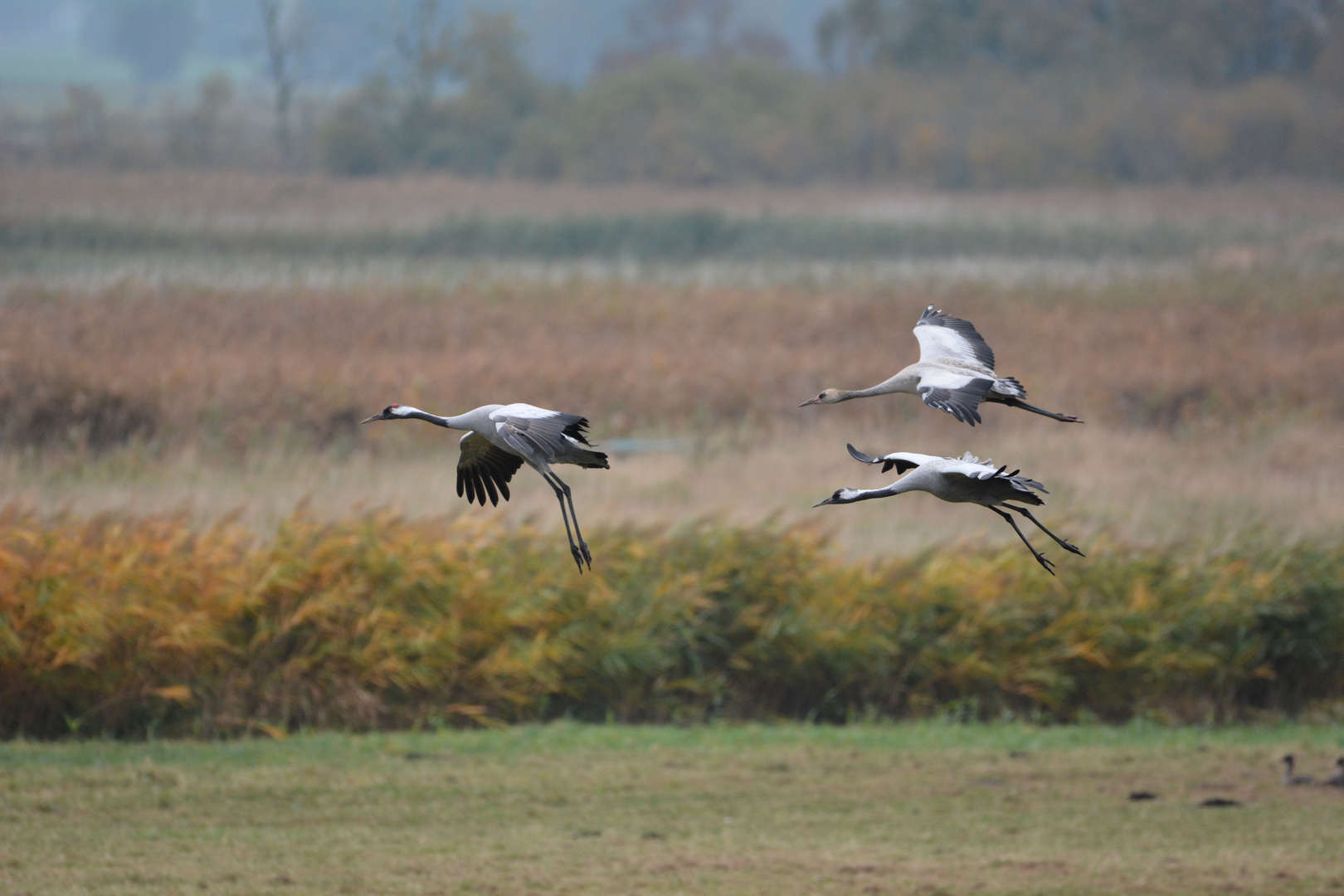 Landeanflug