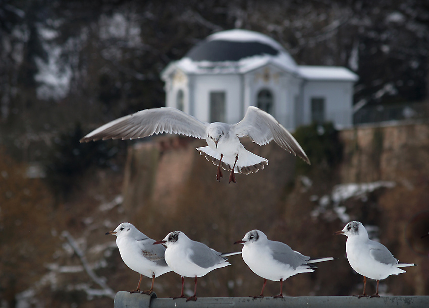 Landeanflug