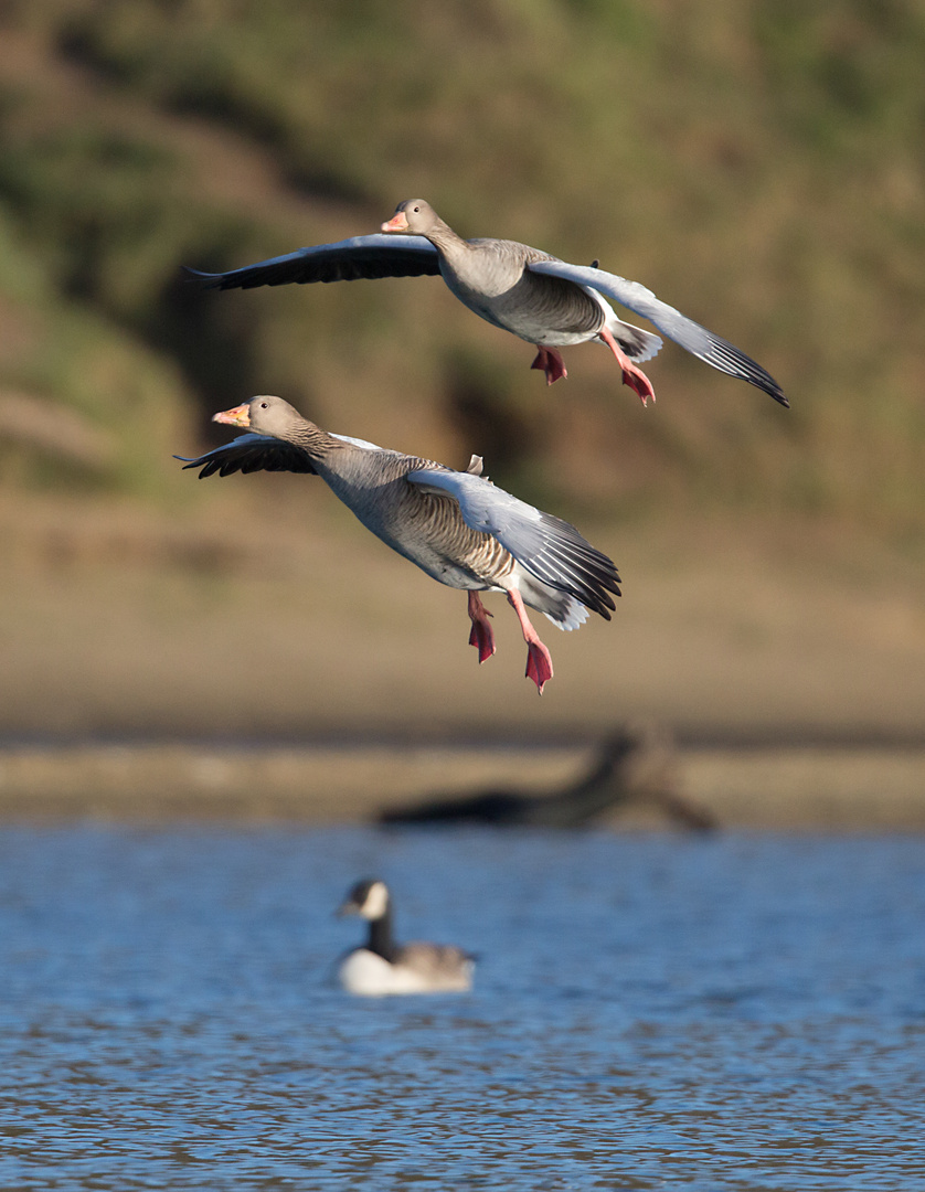 Landeanflug