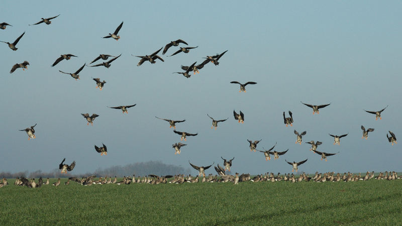 Landeanflug / abgeschossene Gänse No.2