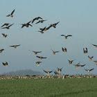 Landeanflug / abgeschossene Gänse No.2