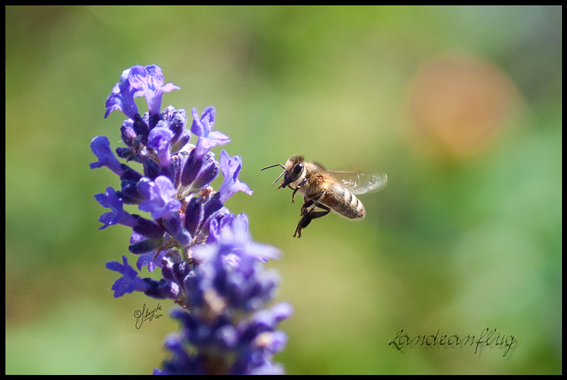 Landeanflug