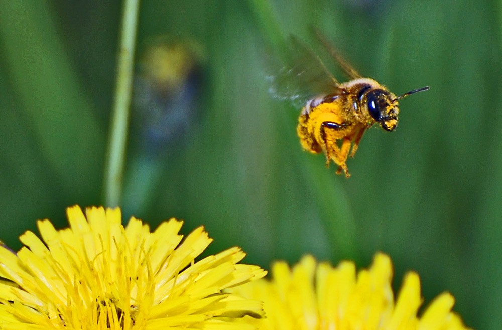 Landeanflug