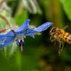 Landeanflug auf blaue Blüte bsssssssss