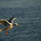 Landeanflug auf Borkum