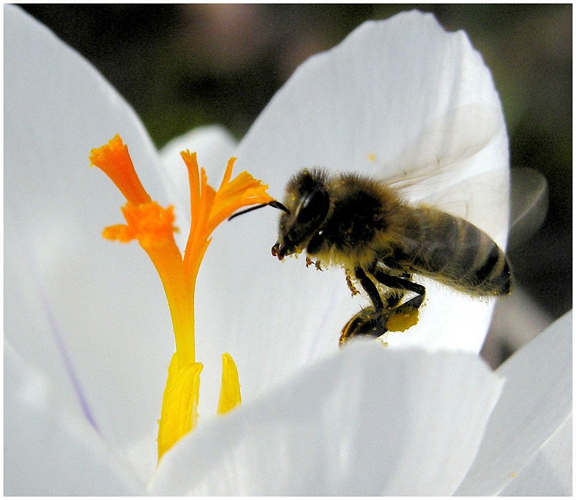 Landeanflug auf Crocus Station