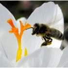 Landeanflug auf Crocus Station