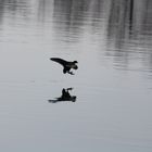 Landeanflug auf dem Kanal