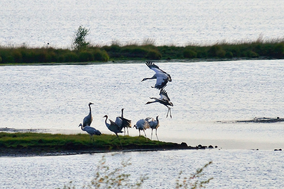 Landeanflug auf dem Schlafplatz