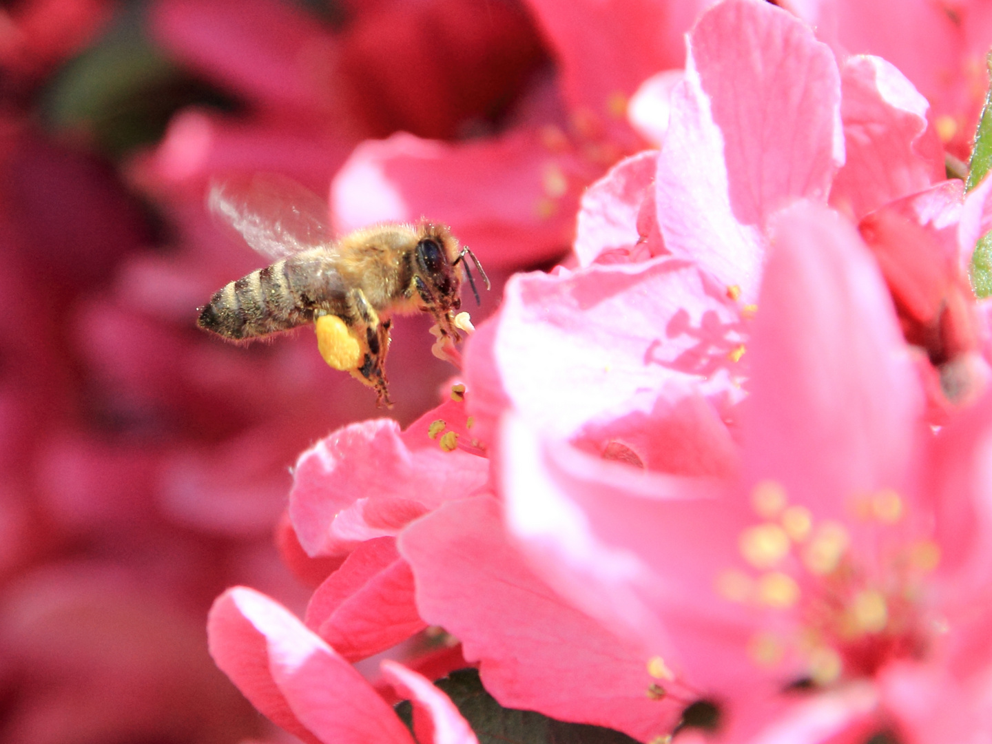 Landeanflug auf die Blüte