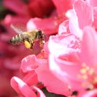 Landeanflug auf die Blüte