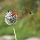 Landeanflug auf die Kugelwelt