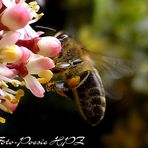 Landeanflug auf Dufthonigblüte