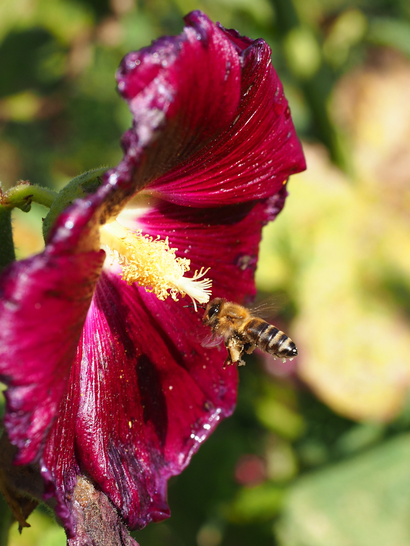 Landeanflug auf eine Malvenblüte